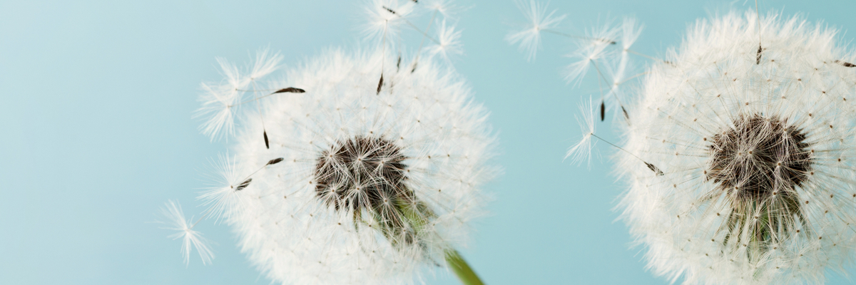 Image of Suffering from hay fever?
