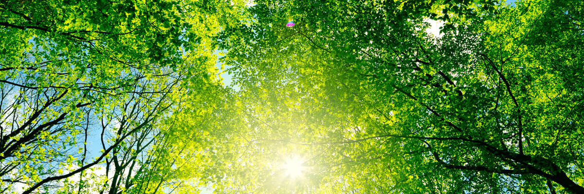 Image of Which form of vitamin D is absorbed better?