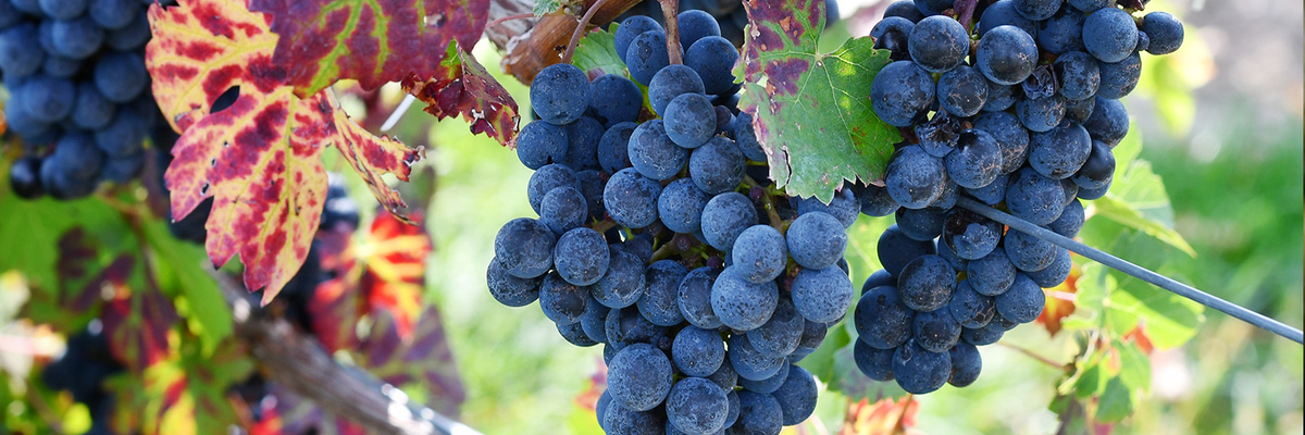 Image of All about resveratrol