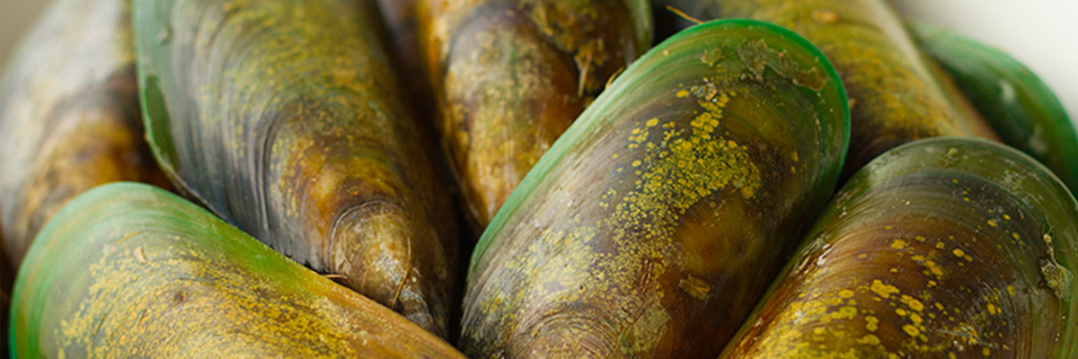 Afbeelding van Alles over groenlipmossel
