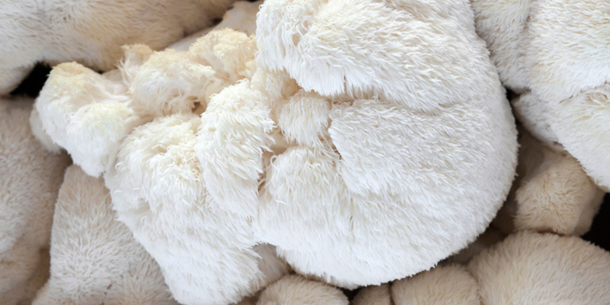 Afbeelding van foto van lion's mane paddenstoel