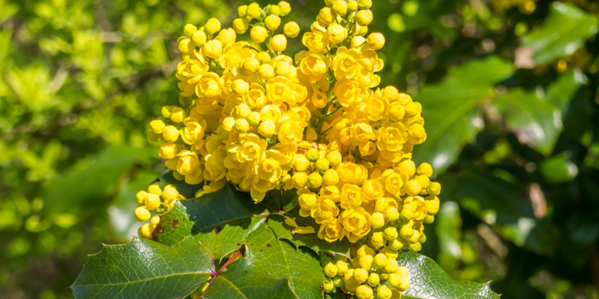 Image of photo of yellow plant berberine what is it good for