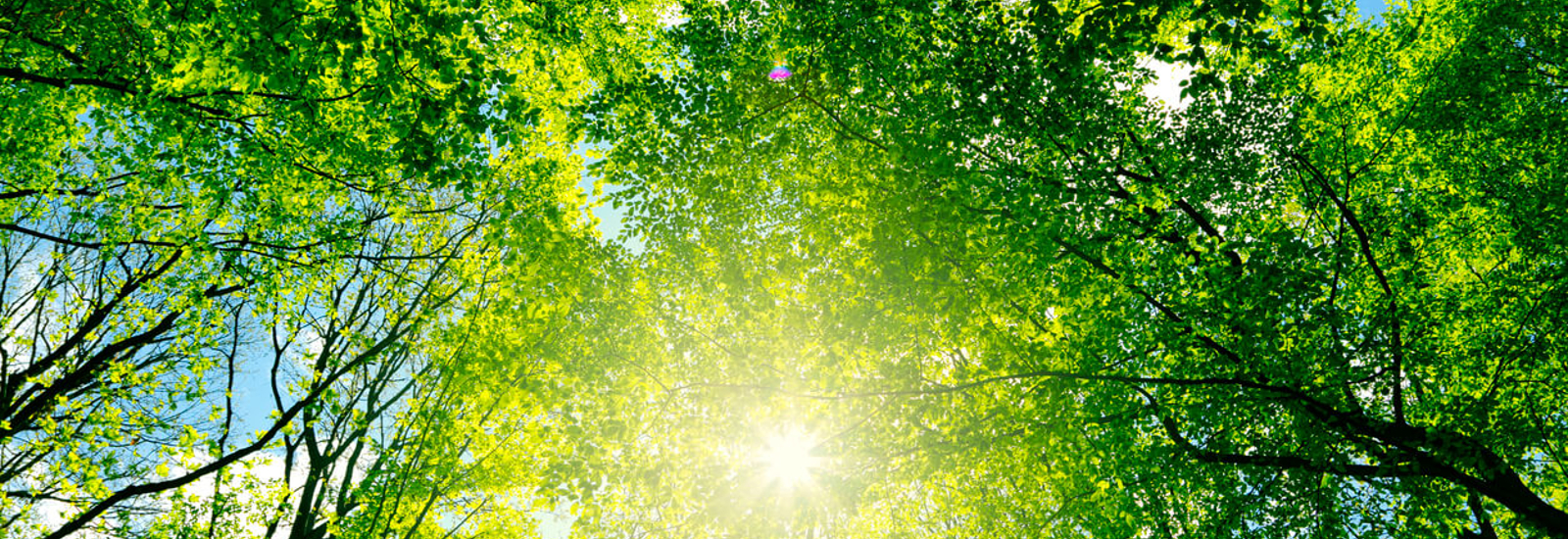 Bild von Foto von Sonne und Bäumen