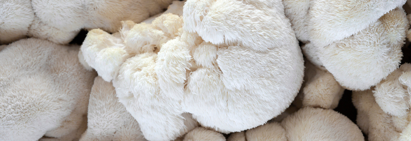 Afbeelding van foto van lion's mane paddenstoel