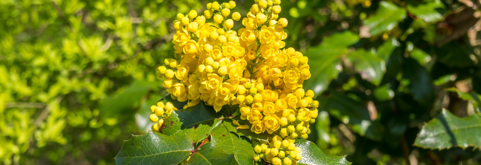 Image of photo of yellow plant berberine what is it good for