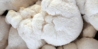 Afbeelding van Alles over Lion’s Mane