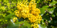 Image of What is Berberine? Everything You Need to Know About This Natural Supplement