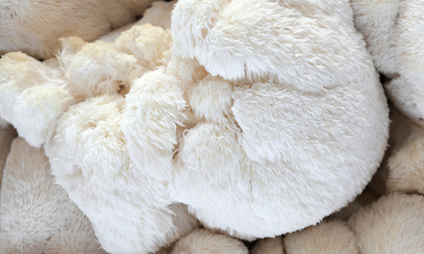 Afbeelding van foto van lion's mane paddenstoel