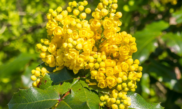 Image of photo of yellow plant berberine what is it good for