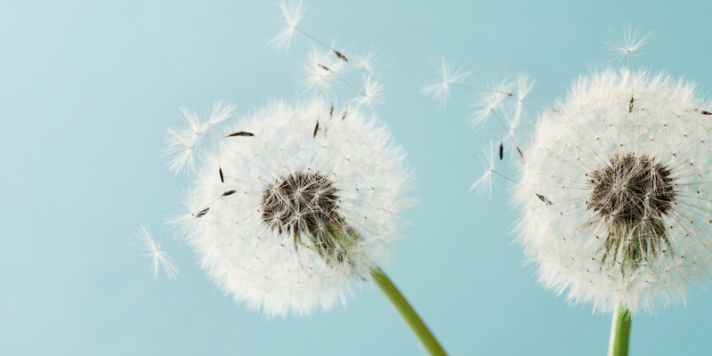Image of Blog_hay_fever