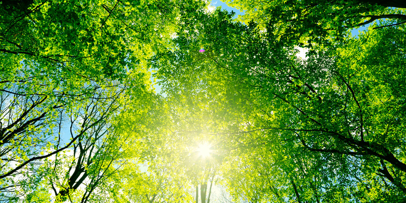 Image of photo of sun and trees