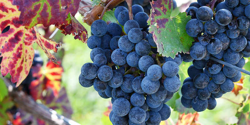 Image of All about resveratrol