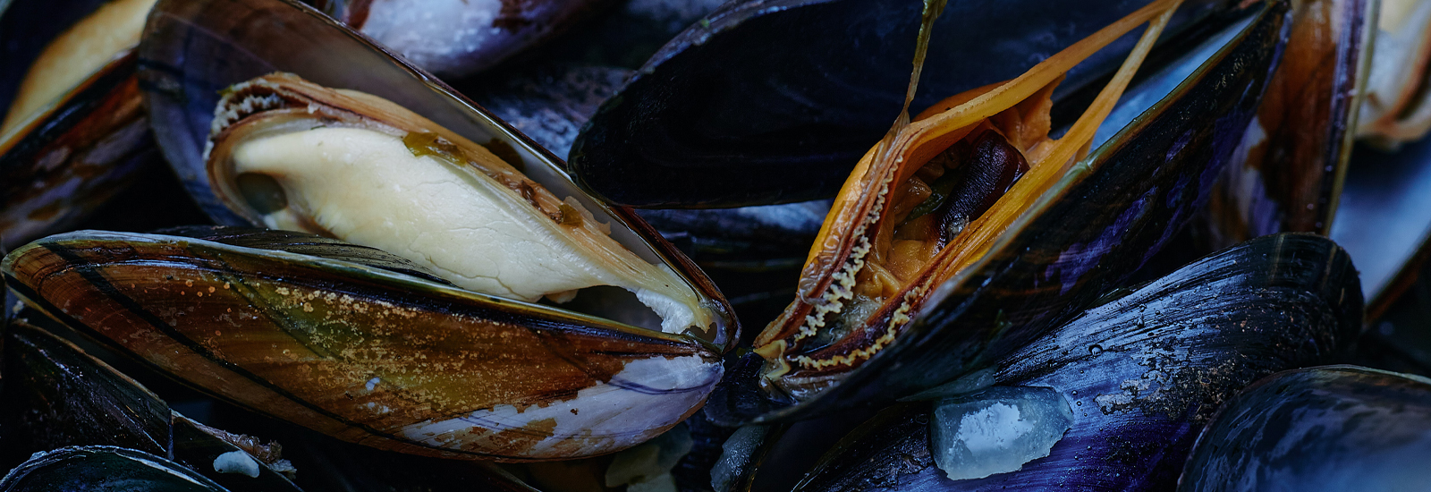 All About Vitamin B12