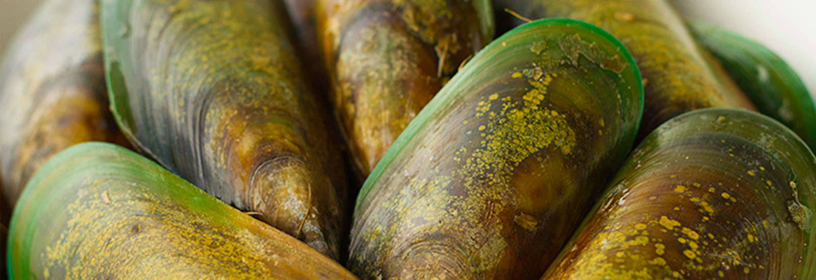 All About Green-Lipped Mussel